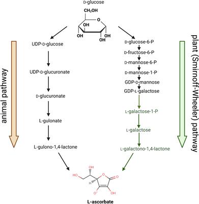 The perils of planning strategies to increase vitamin C content in plants: Beyond the hype